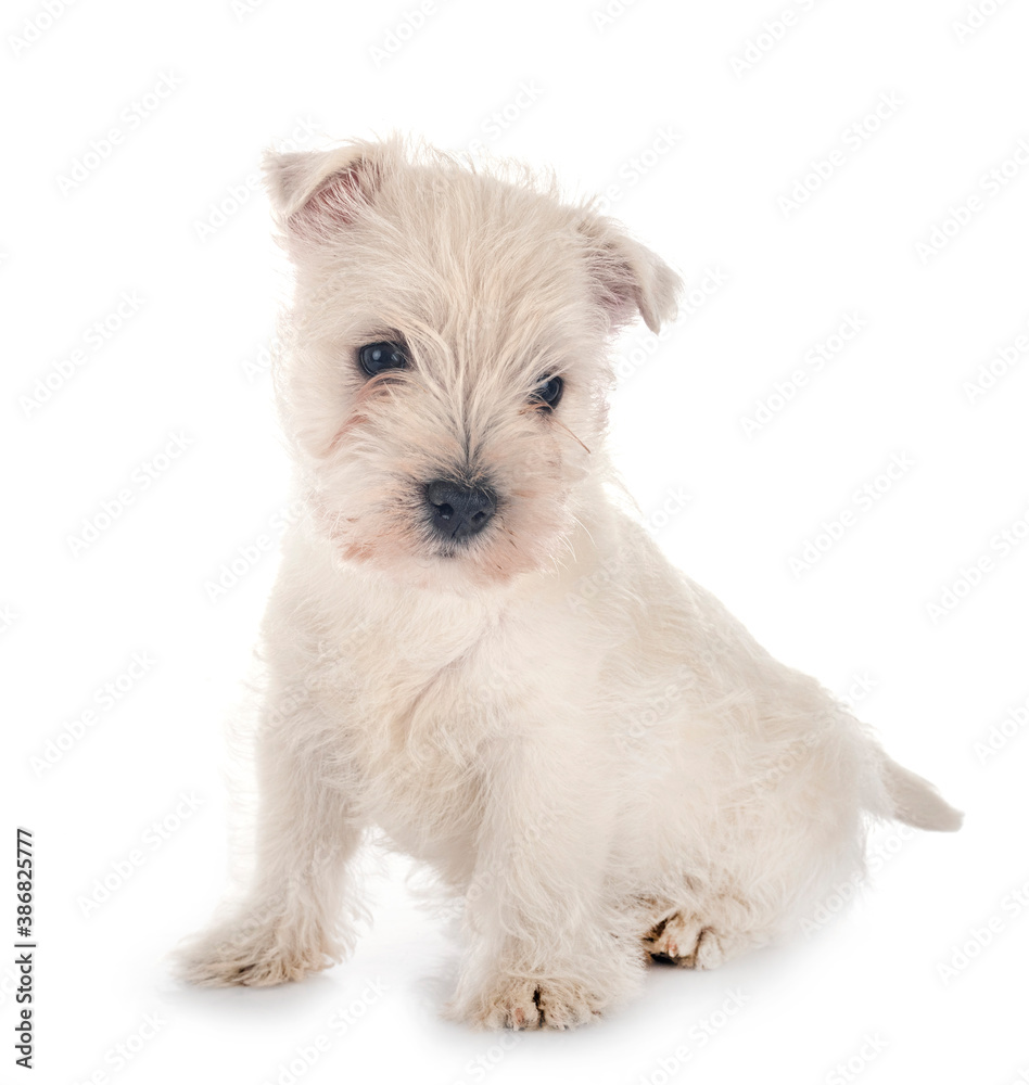 puppy West Highland White Terrier