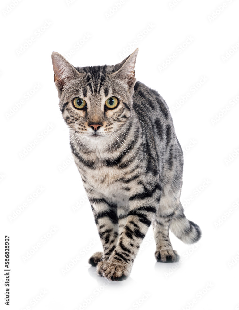 Naklejka premium bengal cat in studio