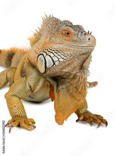 Green Iguana portrait