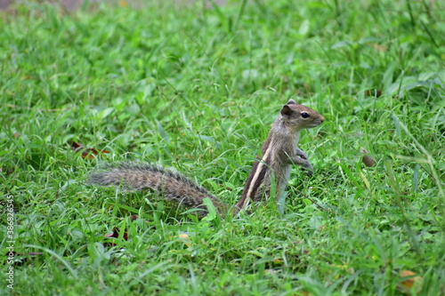 A squirrel eating food in a park. Green grass all around him © Aravind