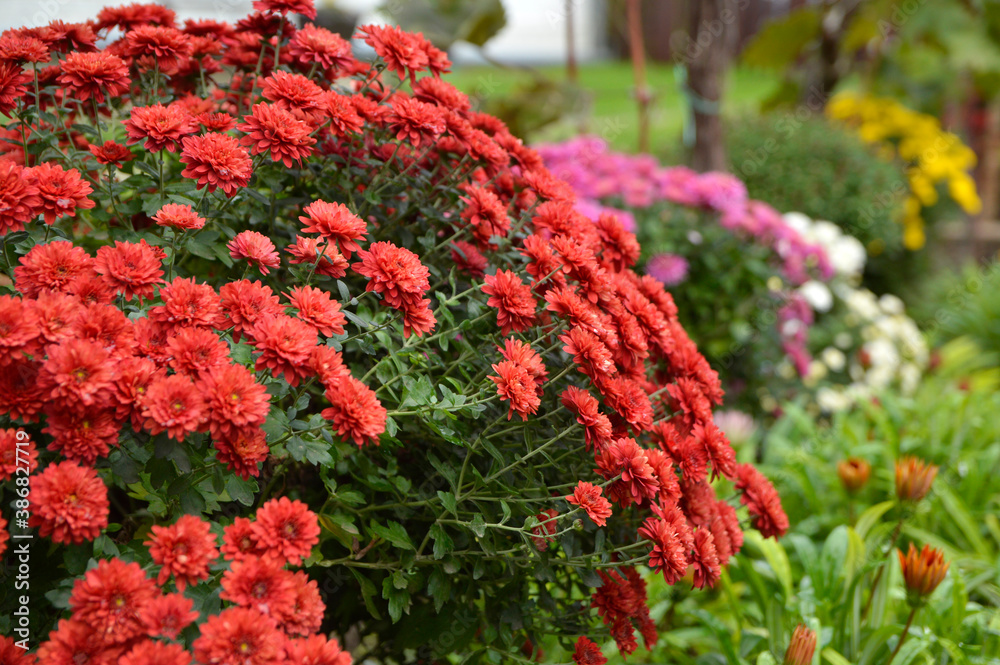 blooming red chrysanthemums in the garden 