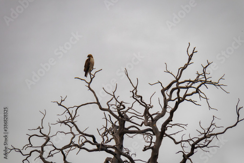 Bird of prey perched in tree