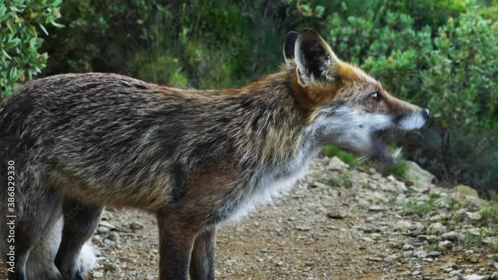 Wild red fox with sharp canines eating a piece of meat, close up Wild red fox with sharp canines eating a piece of meat, close up
