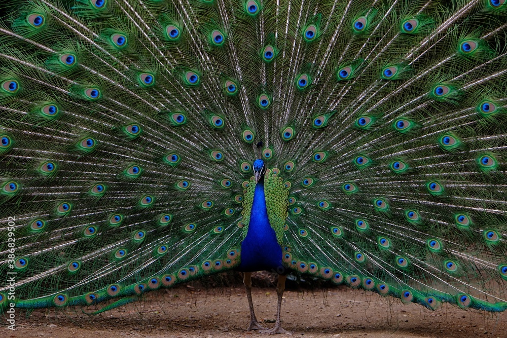Obraz premium peacock with feathers out