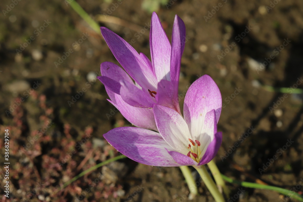 秋の花壇に咲くコルチカムのピンクの花 Stock Photo Adobe Stock