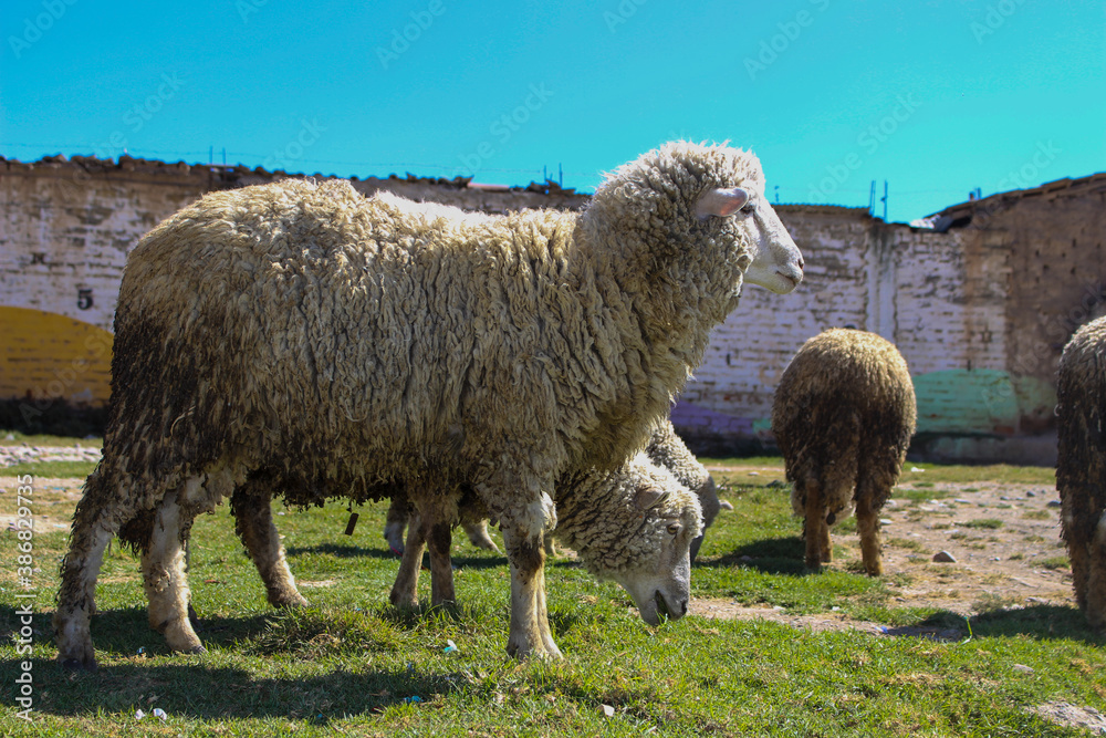 Obraz premium Ovejas en pasto 