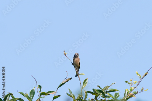oriental greenfinch on branch
