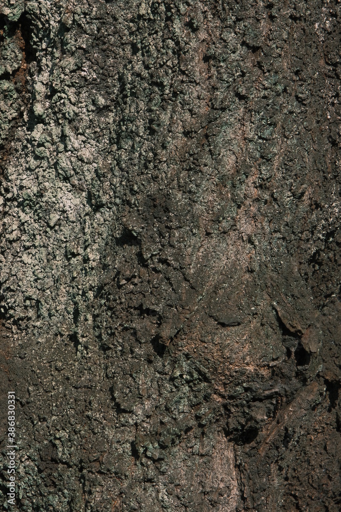strong textured bark of a tree strong textured bark of a tree