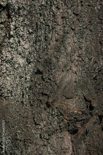 strong textured bark of a tree