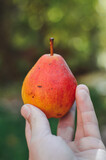 Pear in the hand of farmer. Blurred background. Armenia