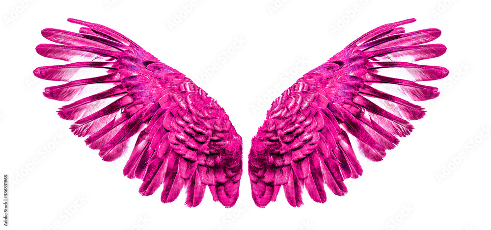 Obraz premium Pink Angel wings an isolated on background
