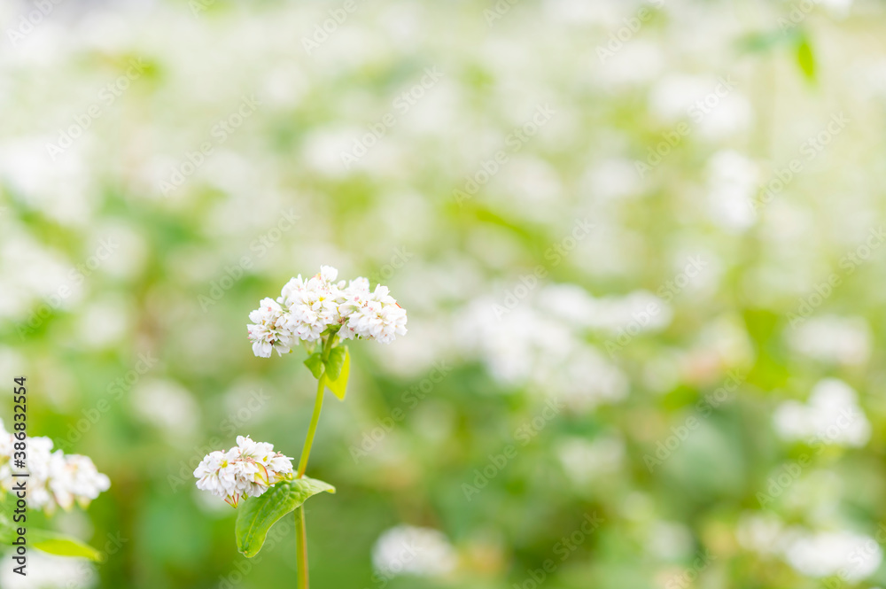 秋そばの花 秋そばの花
