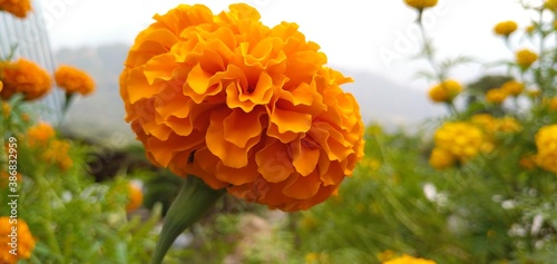 orange flowers in the garden. A marigold flower.