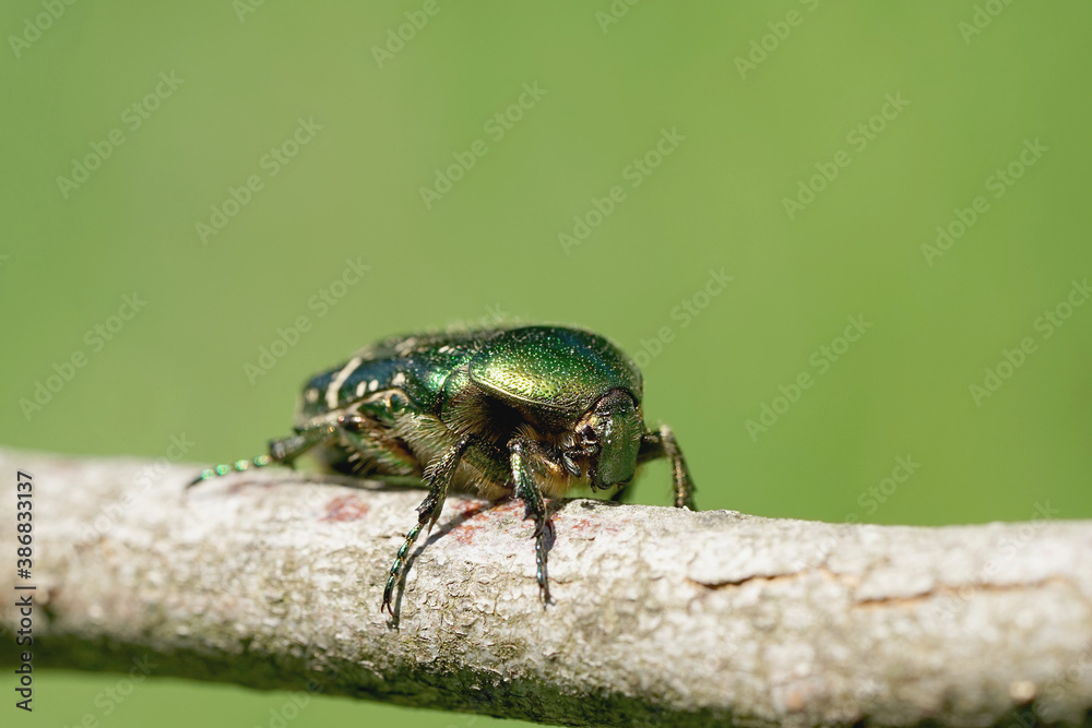 Naklejka premium Nahansicht eines Gold-Rosenkäfers