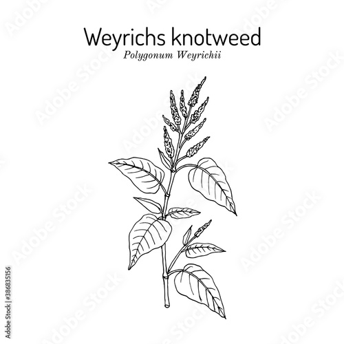 Weyrichs or chinese knotweed Polygonum weyrichii , medicinal plant