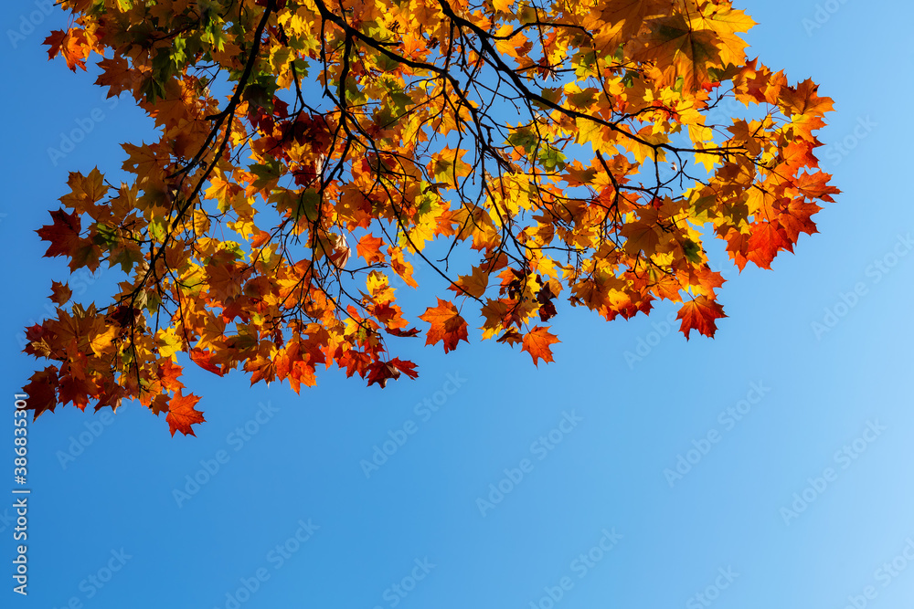 Autumn landscape. Orange leaves on a maple tree branch against a blue autumn sky. Autumn landscape. Orange leaves on a maple tree branch against a blue autumn sky.