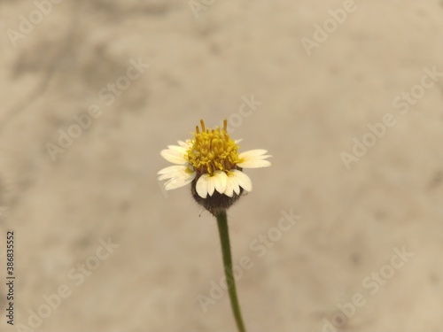 White Small Wild Flower Closeup