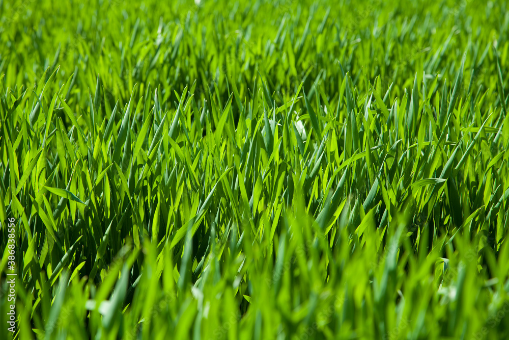 Fototapeta premium 稲の葉