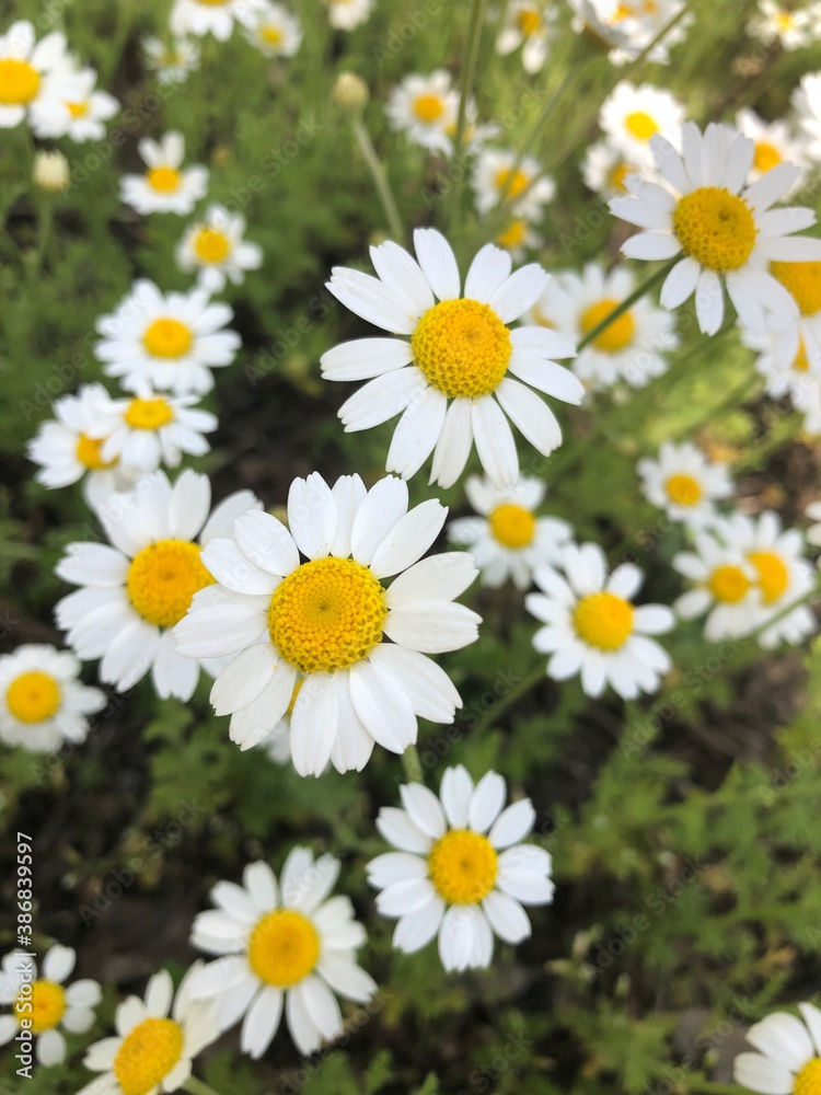 daisies in a garden daisies in a garden