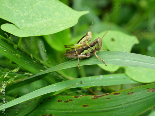 Grasshopper mating on tree leaf with natural green background, Black and green pattern of Insect pests in tropical areas	
