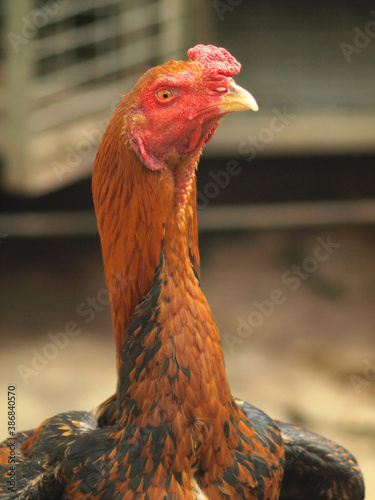 Lewati ke konten utamaBantuan aksesibilitas
Masukan aksesibilitas
Google
terjemahan indonesia inggris

Sekitar 45.500.000 hasil (0,58 detik) 
Indonesia
Inggris
ayam jago mendongak angkuh dan melihat t