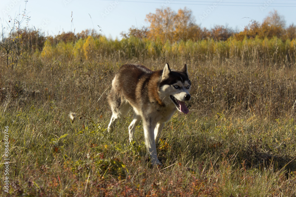 Close-up Portrait of husky dog running at camera diretion on autumn field looking at camera. Close-up Portrait of husky dog running at camera diretion on autumn field looking at camera.