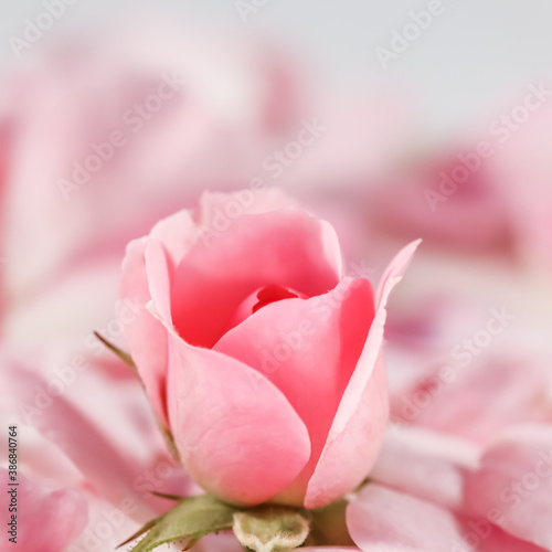 Soft focus, abstract floral background, bud of pink rose flower. Macro flowers backdrop for holiday brand design
