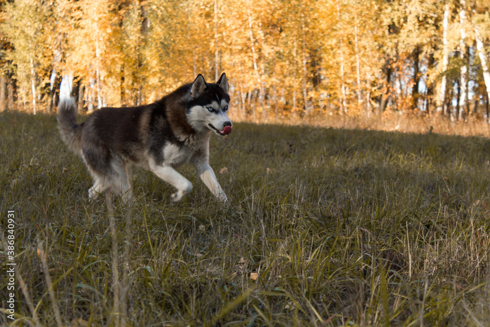 Close-up Portrait of husky dog running at camera diretion on autumn field looking at camera.