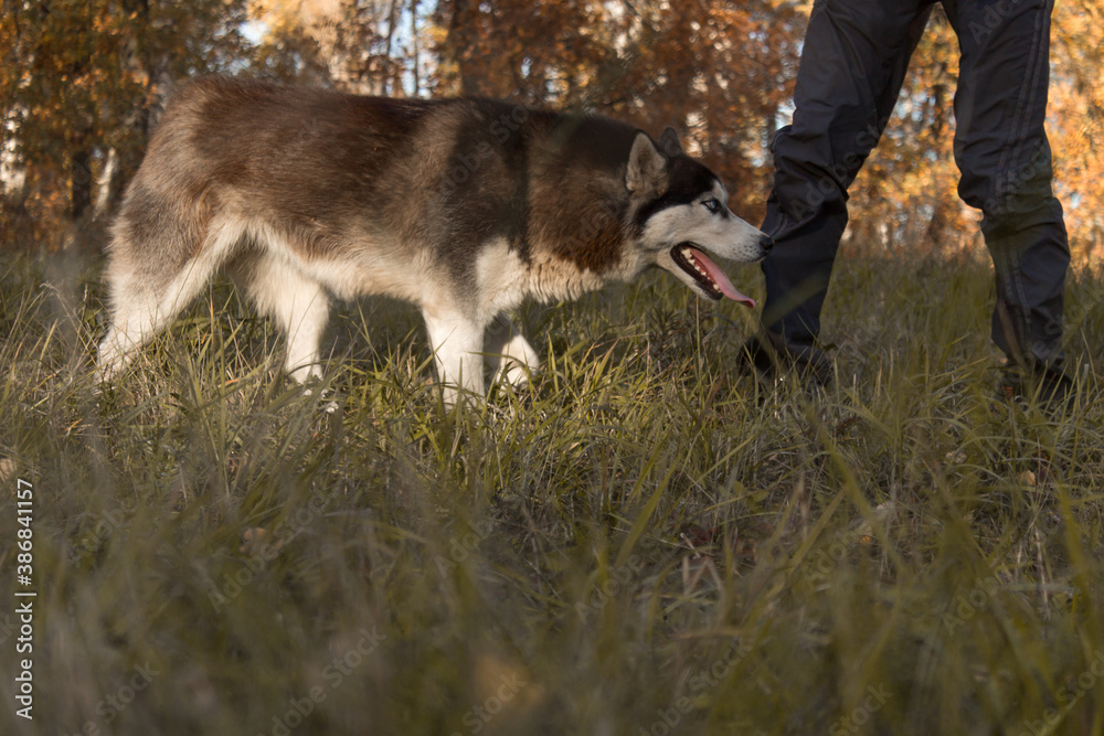 Close-up Portrait of husky dog running at camera diretion on autumn field looking at camera.
