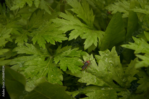 Beatle soldier beetles photo