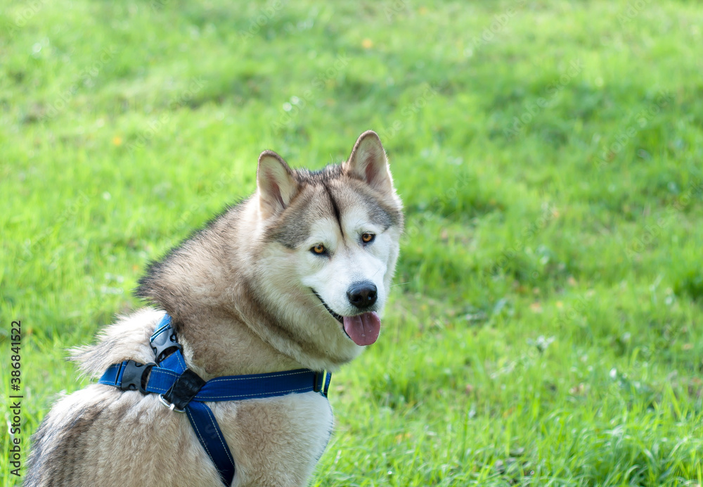 A friendly female Alaskan malamute with blue harness. A lovely Northern breed dog sitting in a field. A friendly female Alaskan malamute with blue harness. A lovely Northern breed dog sitting in a field.