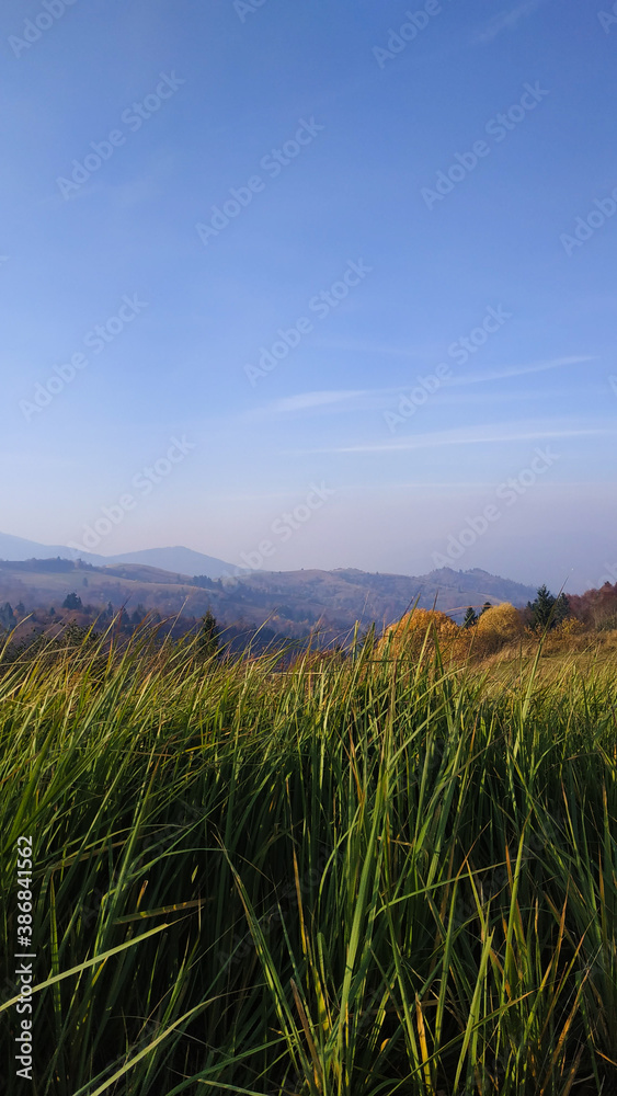 field of wheat