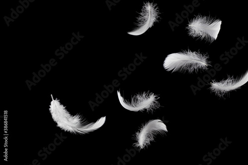 Soft light fluffy a feathers falling down in the dark. Feather abstract freedom concept background. Black background.