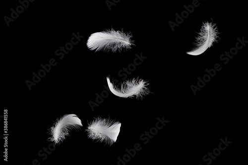 Soft light fluffy a feathers floating in the dark. Feather abstract freedom concept background. Black backfround.