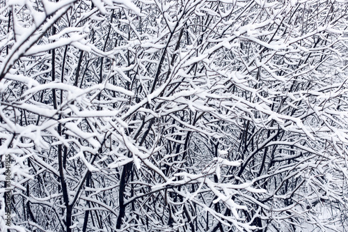 First snow  tree branches after a snowfall. Snow-covered trees  branches in hoarfrost
