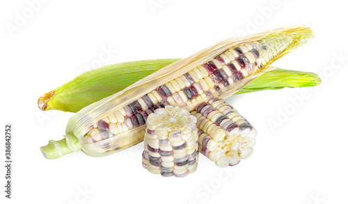 Corn an isolated on white background