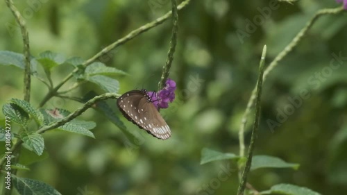 Indian Common crow butterfly on purple snakeweed Stachytarpheta jamaicensis flower slow motion photo