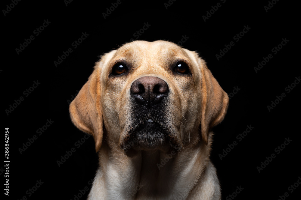 Portrait of a Labrador Retriever dog on an isolated black background. Portrait of a Labrador Retriever dog on an isolated black background.