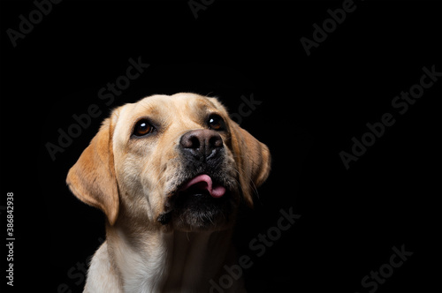 Portrait of a Labrador Retriever dog on an isolated black background.