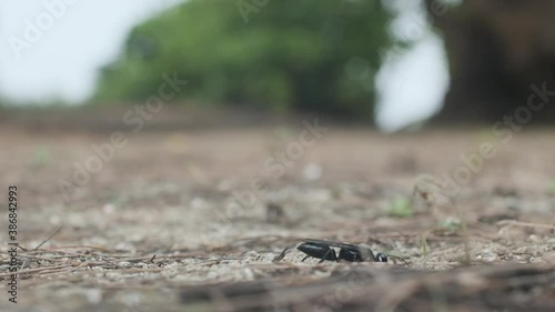 Great black wasp digging in the sand and flying away slow motion Sphex pensylvanicus photo