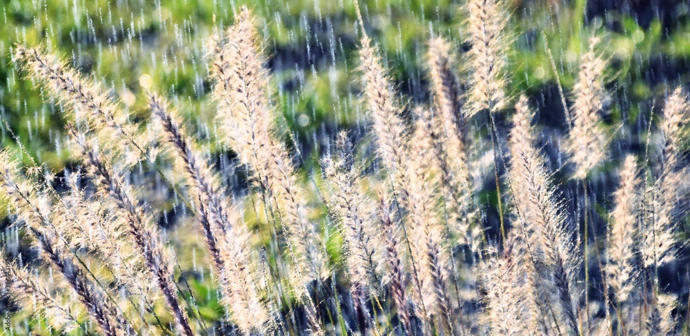 Close up of blooming grass in morning sunlight Close up of blooming grass in morning sunlight