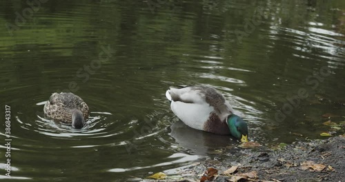 2 mallard ducks feeding on bottom weeds photo