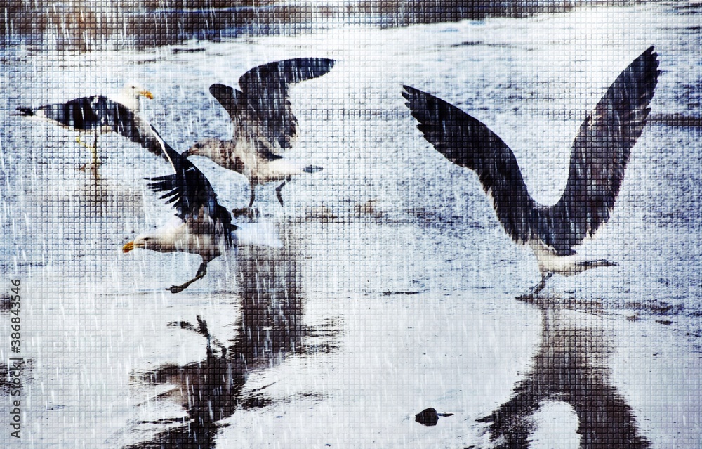 Fototapeta Close up of Seagulls fighting on the beach