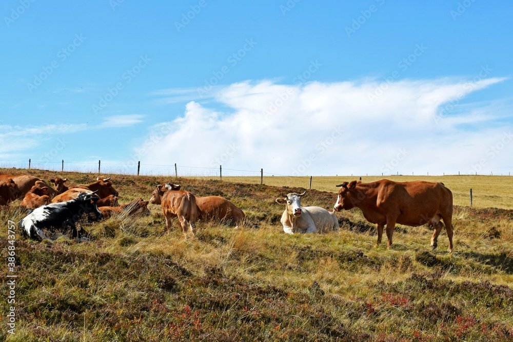 flock of cows in mountain pasture