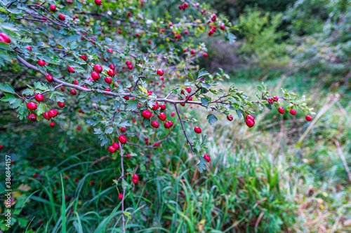 Red ripe hawthorn berries on a bush. Medicinal plant in natural environment