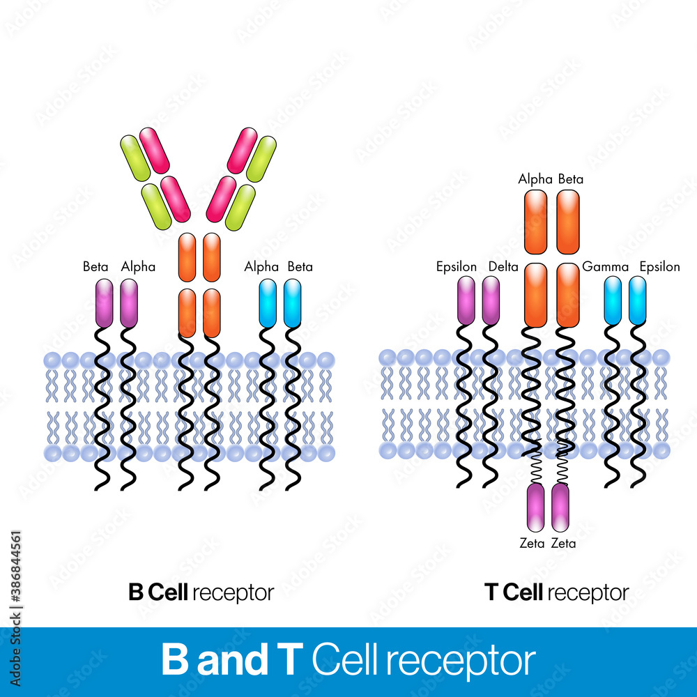 t cell and b cell receptor