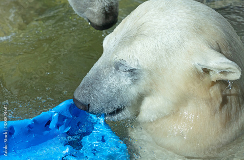 Polar Bear playing