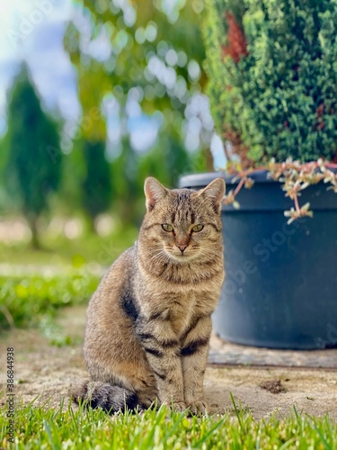 cat in the garden
