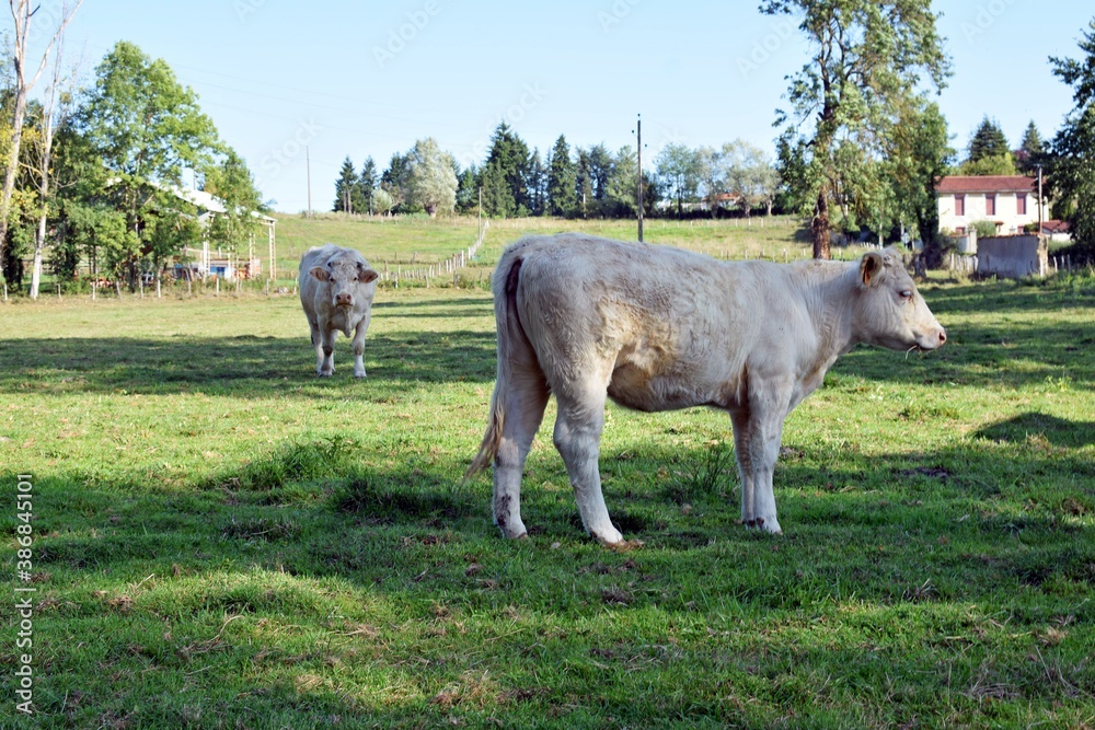 portrait of charolais veal in pasture portrait of charolais veal in pasture