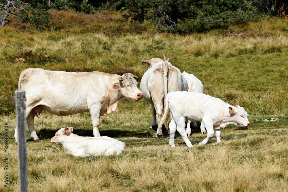 charolais cow and veal in mountain pasture charolais cow and veal in mountain pasture